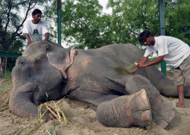 Слонът Раджу се разплака след 50-годишен плен (видео)