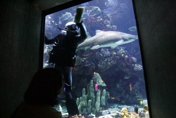 Такъв е животът: Пияница се гмурна в аквариум с акули, докато учени създадоха вечно трезв червей