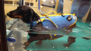 Вече има и липосукция за кучета (видео)