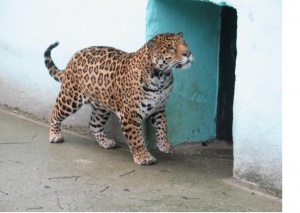 Застреляха ягуара Алонсо, не могли да го упоят