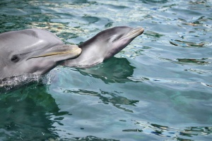 Христо Мутафчиев се лекува с помощта на делфини