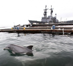 Двуглав делфин изхвърлен на брега край Измир