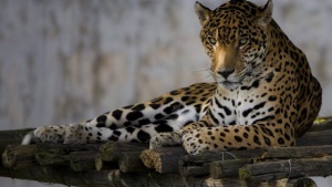 Без уволнения заради Алонсо