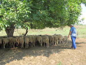Списък показва контактните точки по общини за заболяването "Син език"