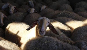 Тотална забрана за движение на добитък в страната