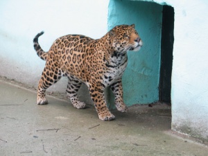 Директорът на Ловешкия зоопарк наказан с мъмрене заради Алонсо