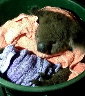 Коала оцеля след дишане уста в уста (видео+снимки)