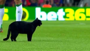 Черна котка спря мач на "Барселона" (видео)