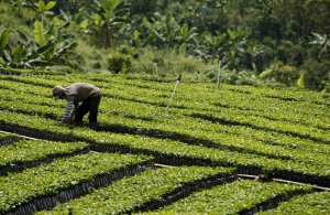 Кофеинът засилва паметта