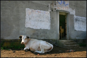 Мъж заби нож в сърцето на 34-годишен пастир - кравите минавали пред дома му
