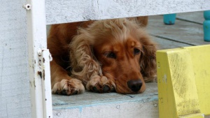 Кучетата страдат на първия учебен ден