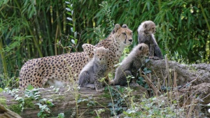 Гепарди-тризнаци излязоха за първи път след раждането си