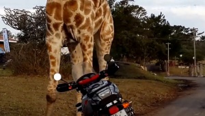 Жираф иска да прави секс с ... мотоциклет (видео)