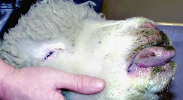 „Син език“ и в Шуменско, умрелите овце са 50