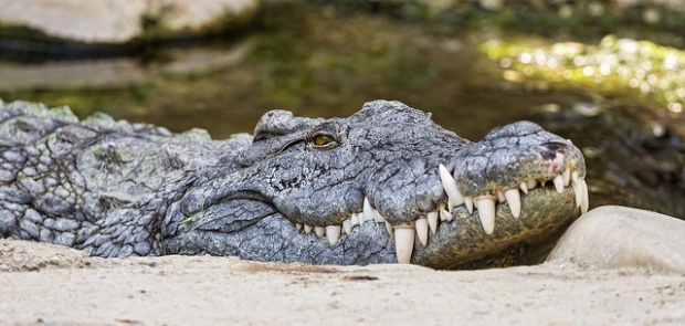Огромен крокодил уби рибар в Австралия