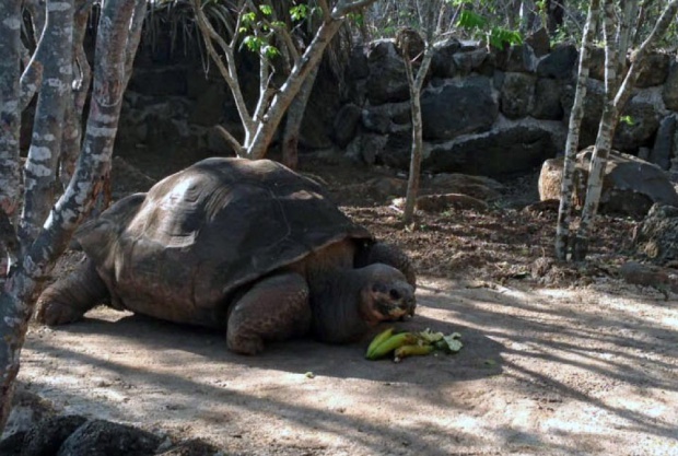 Умря една от най-известните костенурки в света (видео)