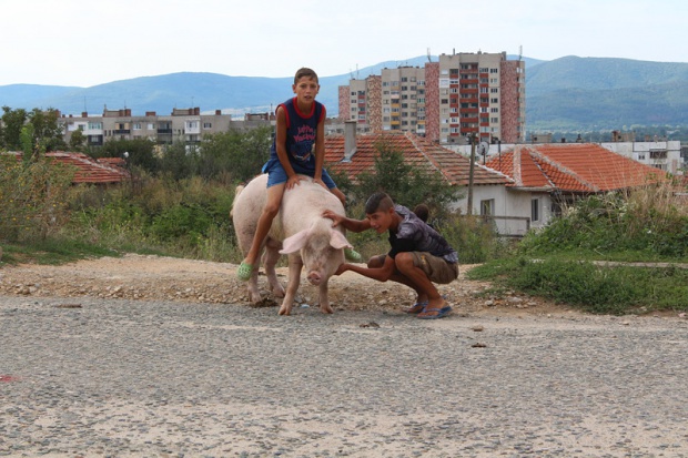 Роми яздят прасета по казанлъшките улици (снимки)