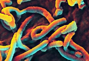Още двама медици са излекувани от ебола