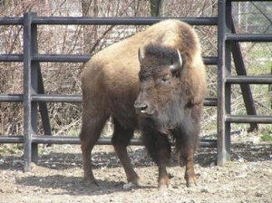 Цялостна проверка в столичния зоопарк, починал е и бизон