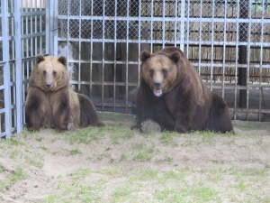 150 мечки живеят в Родопите