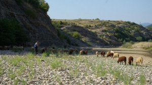 Ветеринар от Каспичан с рецепта срещу син език