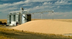 Няма отражение от руското ембарго върху износа на зърно