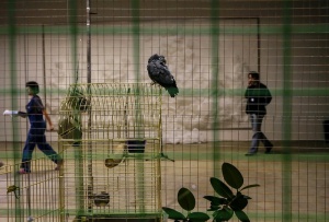 Осуетиха трафик на застрашен вид папагали