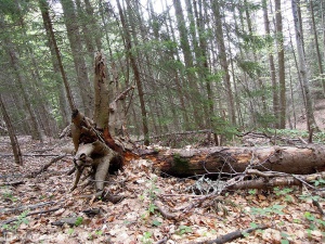 Горите в България се увеличават, твърди агенцията по горите