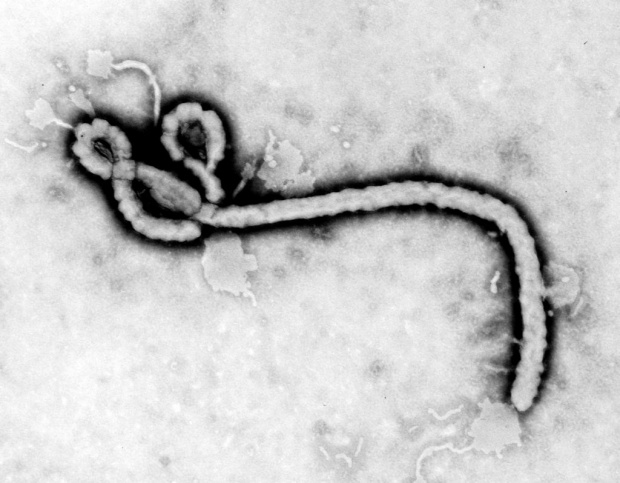 Ебола и в Швеция?