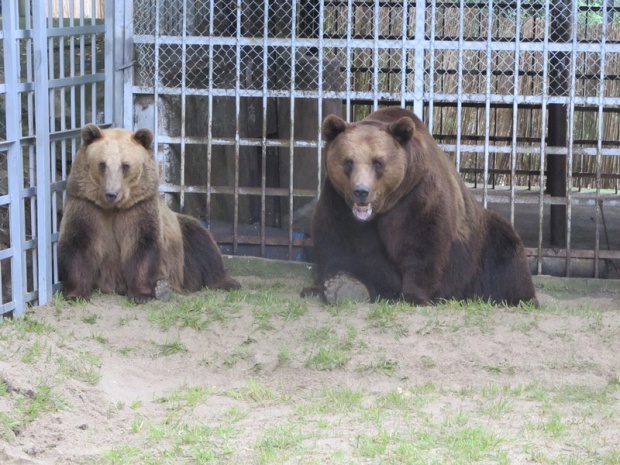 150 мечки живеят в Родопите