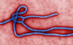 До три месеца овладяват ебола?