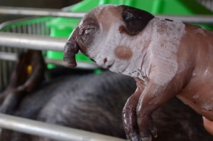 Роди се прасенце с хобот (видео)