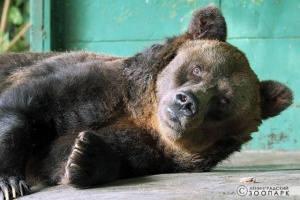Най-старата мечка в света почина на 35 години (видео)