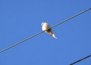 Бяла лястовица се появи в Бургас (Снимки)
