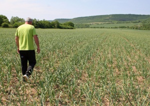 Може да загубим  1,6 млрд. евро от ЕС за земеделие