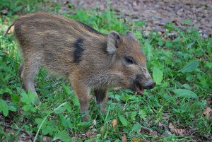 Откриха заразено с трихинелоза месо в три села