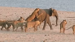 Слонче надви 14 лъва, поискали да вечерят с него (видео)