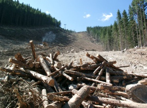 1 млн. куб. м дървесина се изсича незаконно всяка година