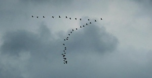 И България започва борба с птичия грип