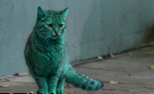Зелена котка във Варна завладя световните медии (видео)