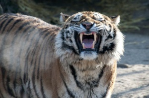 Шок! Тигър избяга от клетката си в столичния зоопарк