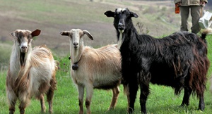 Държавата не е подновила договорите си с екарисажите