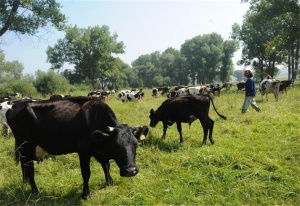 Задържаха за 72 часа 26-годишен, намушкал съсед заради крави