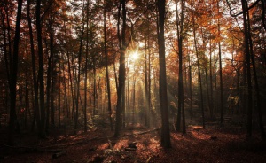 Днес ни очаква пролетно време