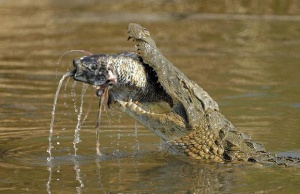 Австралиец засне крокодилски канибализъм