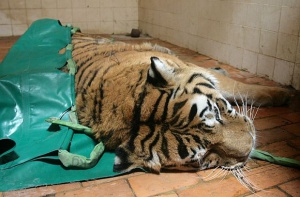 След бягството на тигъра: Драконовски мерки за сигурност в зоопарка
