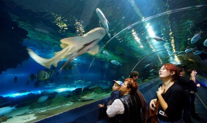 Брак сред акули? Готово!