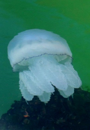 Разгадаха как медузите усещат океанските течения и плуват срещу тях