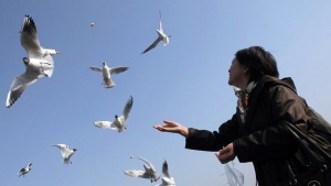 От министерството успокояват за птичия грип: Няма нищо апокалиптично
