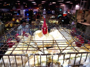 Птичи грип и в бургаско село, вирусът е изолиран